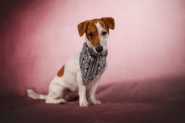 Bandana Trachten – Bild 2