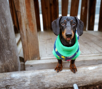 Bodywarmer Astro