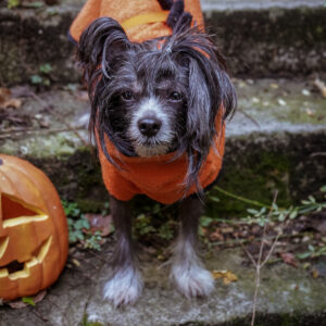 Halloweensaurus