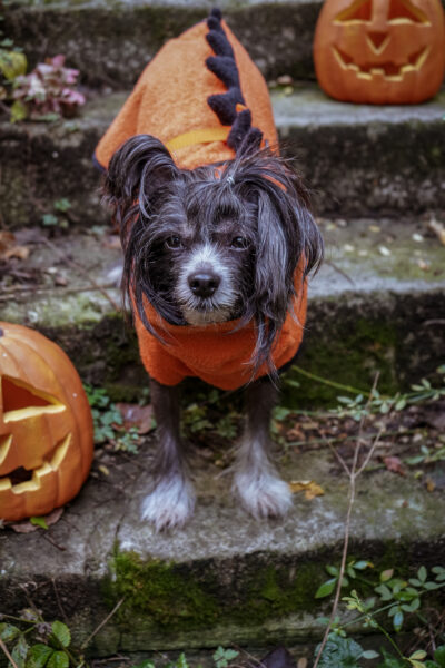 Halloweensaurus