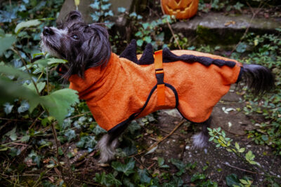 Halloweensaurus – Bild 2