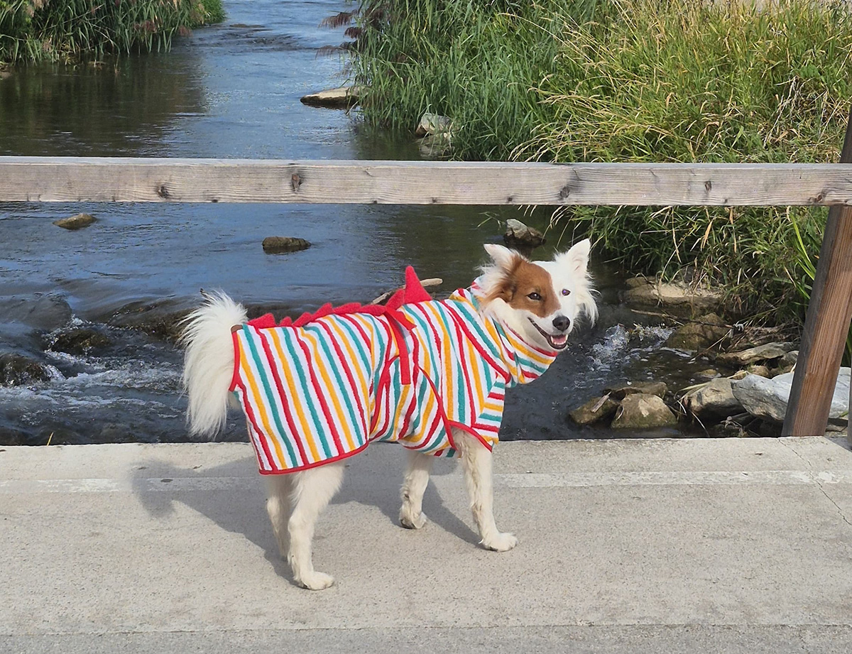 Streifosaurus rot – Bild 2